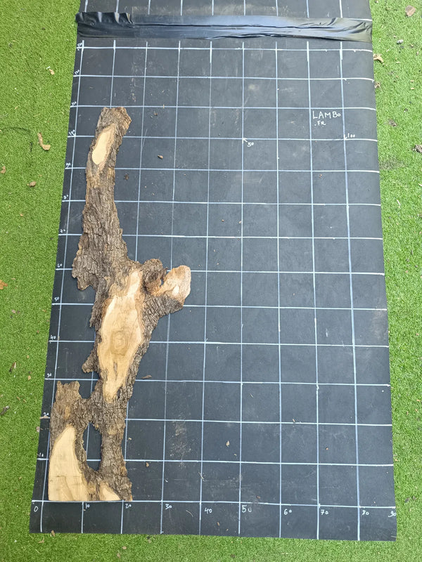 Plateau olivier brut Live Edge 200×30 cm (ép. 2 cm) – Réf. N°011